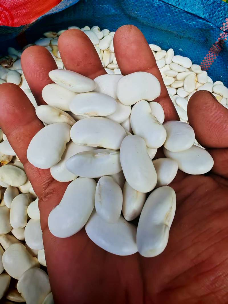 白芸豆（大粒白芸豆）