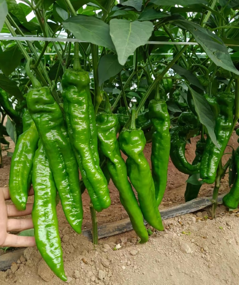 精品泡椒/大椒鲜辣椒货源充足量大从优质量保证诚信经营