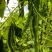 白芸豆（大粒白芸豆）