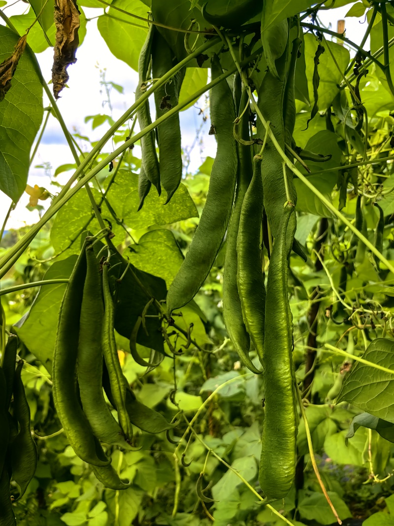 白芸豆（大粒白芸豆）