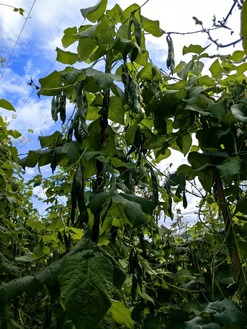 白芸豆（大粒白芸豆）