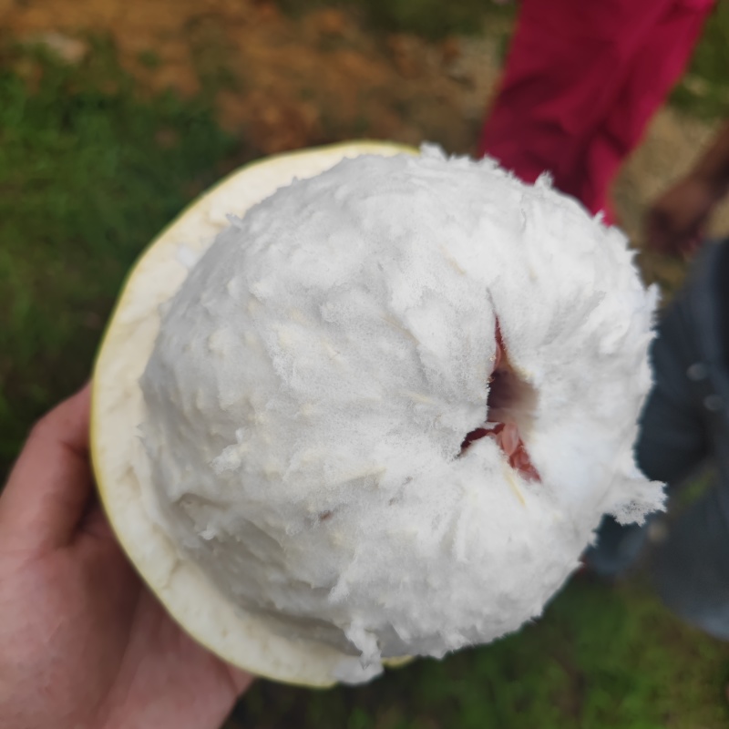 梅县红心蜜柚，高山黄泥草地种植，皮薄汁多，纯甜无酸果漂亮