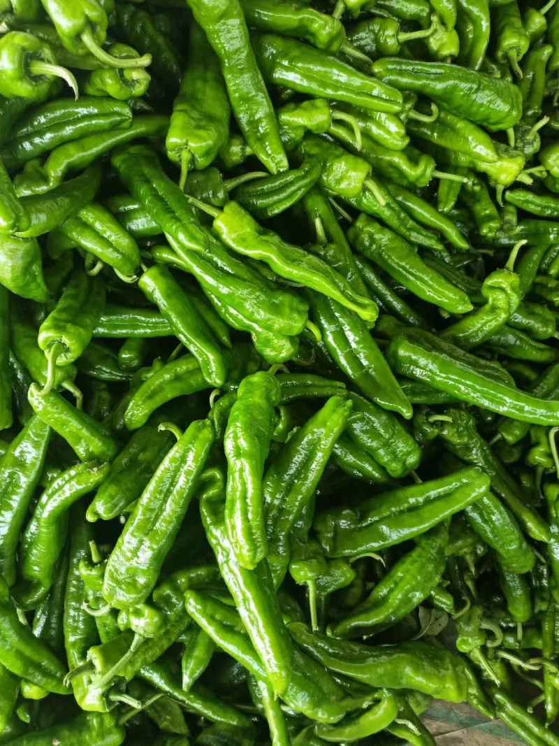 精品泡椒/大椒鲜辣椒货源充足量大从优质量保证诚信经营