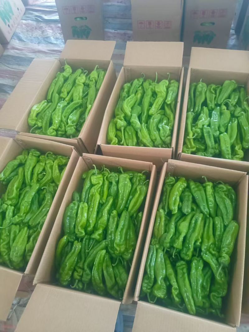 《推荐》《精选》芜湖椒大量供应产地直发一手货源