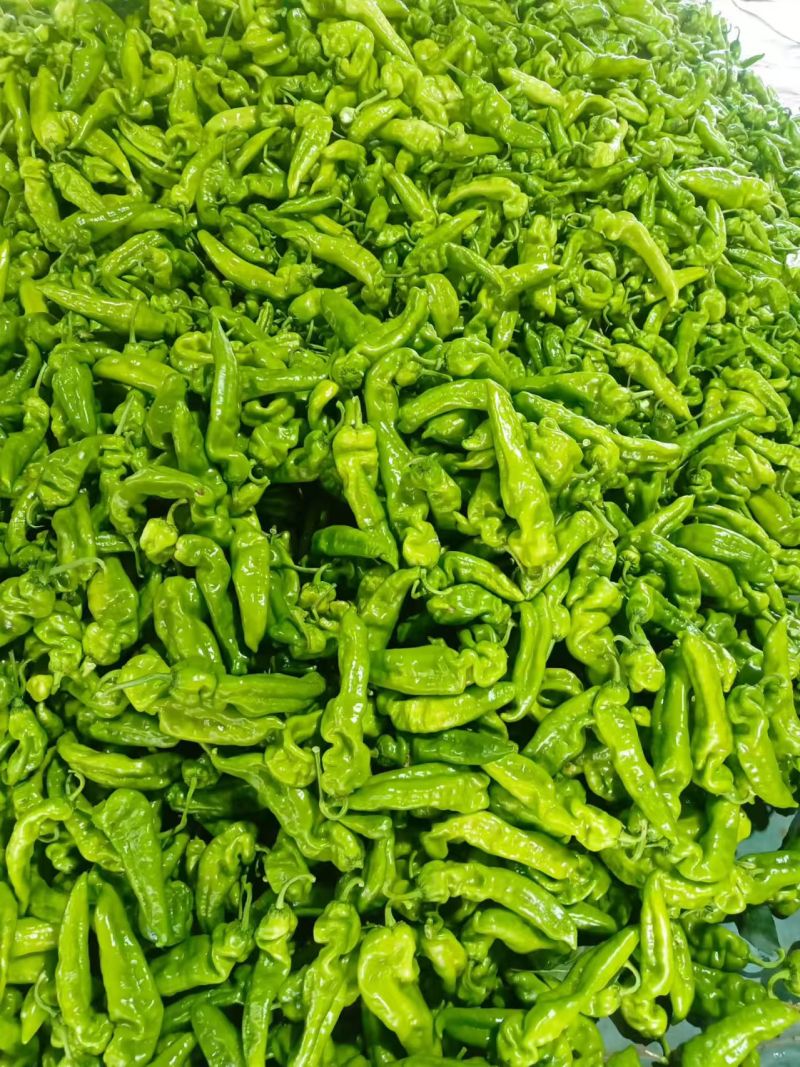 《推荐》《精选》芜湖椒大量供应产地直发一手货源
