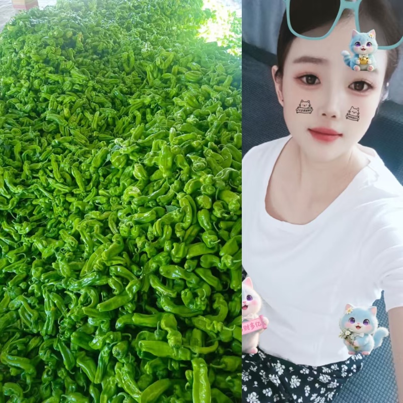 《推荐》《精选》芜湖椒大量供应产地直发一手货源