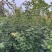 丛生紫花槭“紫花槭”