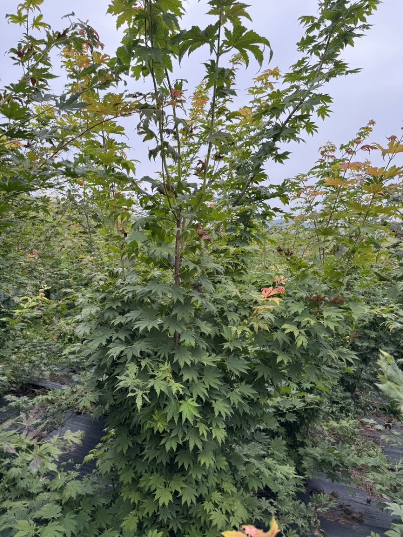 丛生紫花槭“紫花槭”
