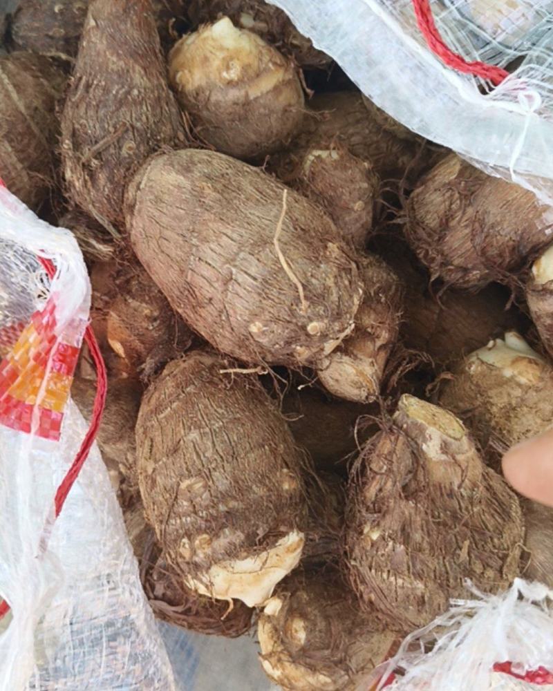 山东产地直发，牛奶毛芋，软糯香甜，口感细腻，保质保量，代发货