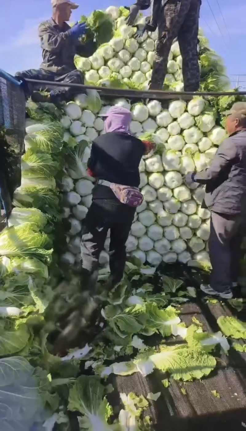 吉林产区，黄心白菜大量上市精品菜456，保质保量