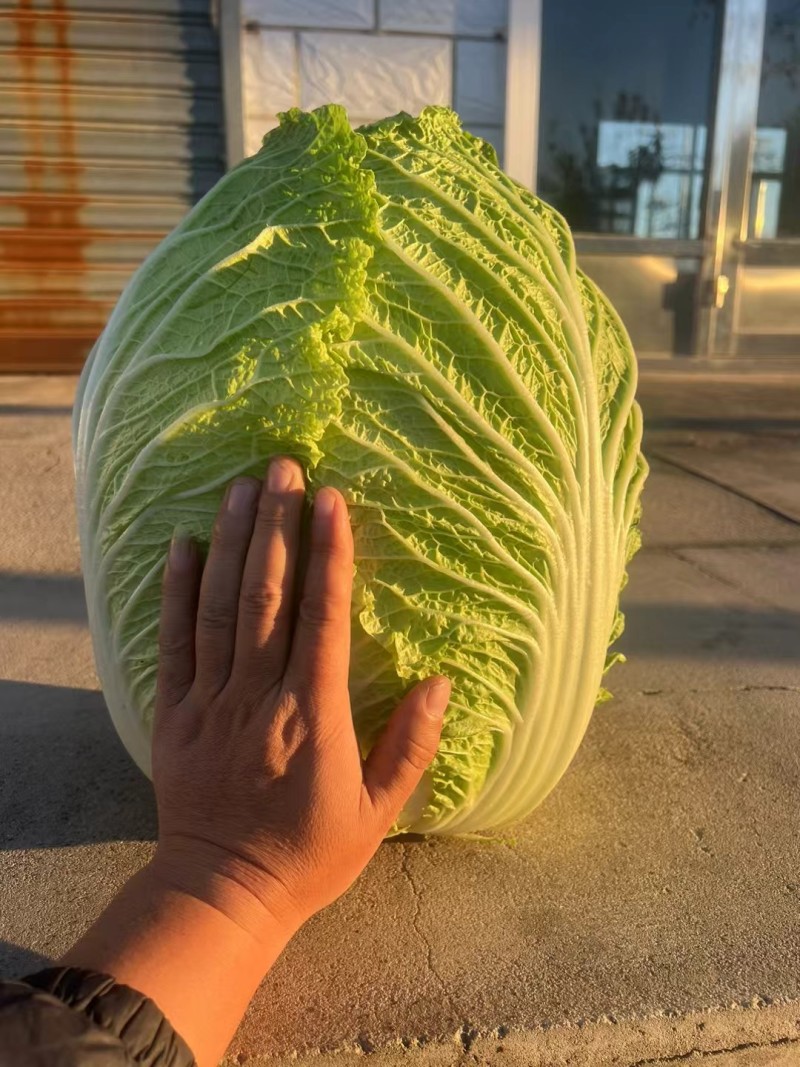 吉林产区，黄心白菜大量上市精品菜456，保质保量