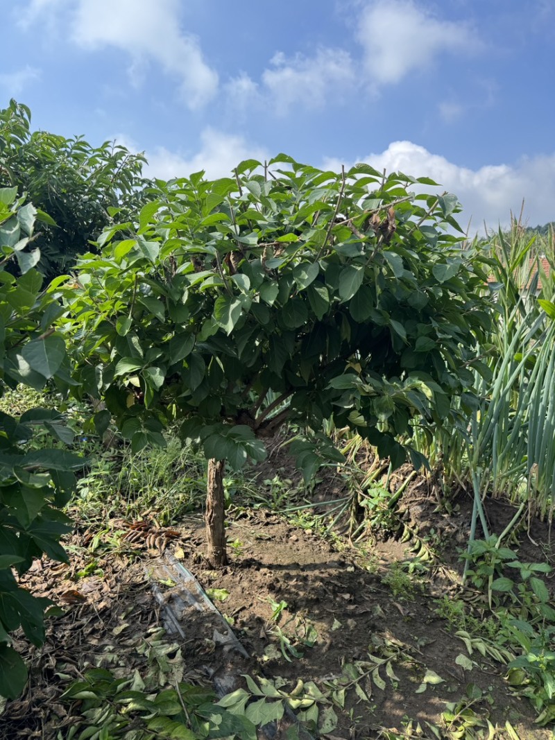 独杆飘逸造型金银木