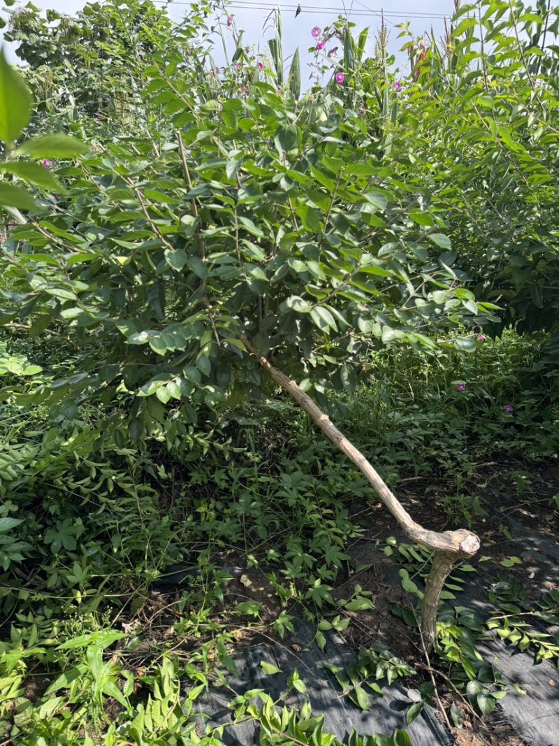 独杆飘逸造型金银木