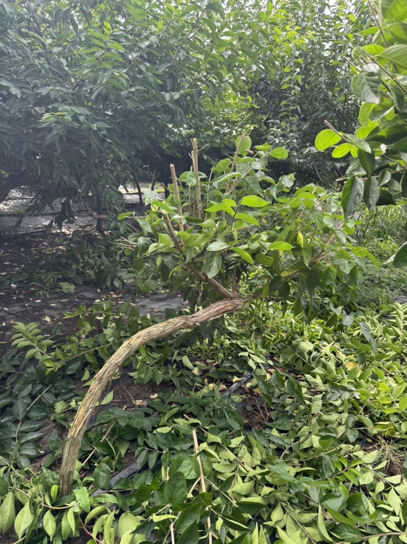 独杆飘逸造型金银木