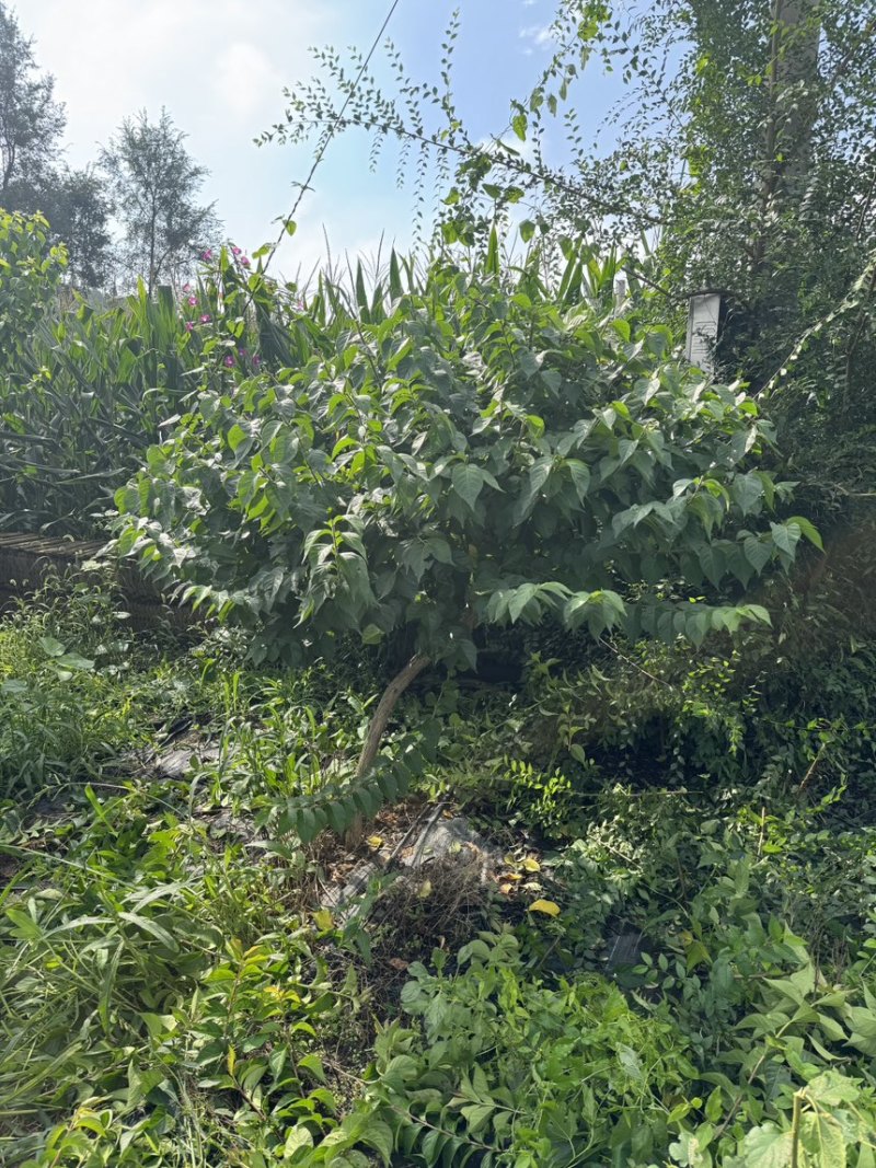 独杆飘逸造型金银木