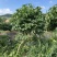独杆飘逸造型金银木