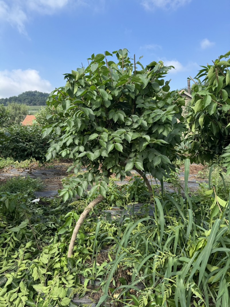 独杆飘逸造型金银木