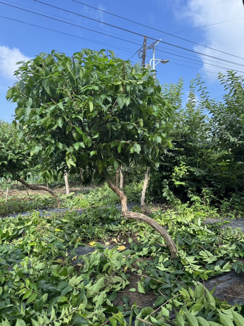 独杆飘逸造型金银木
