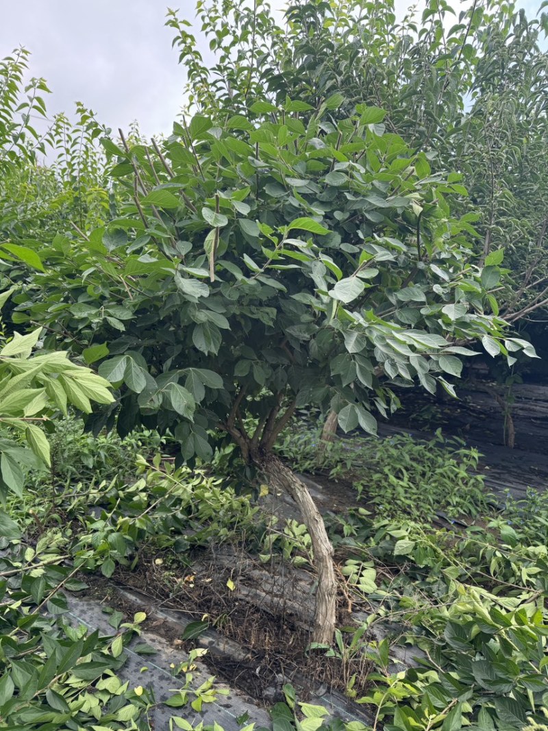 独杆飘逸造型金银木