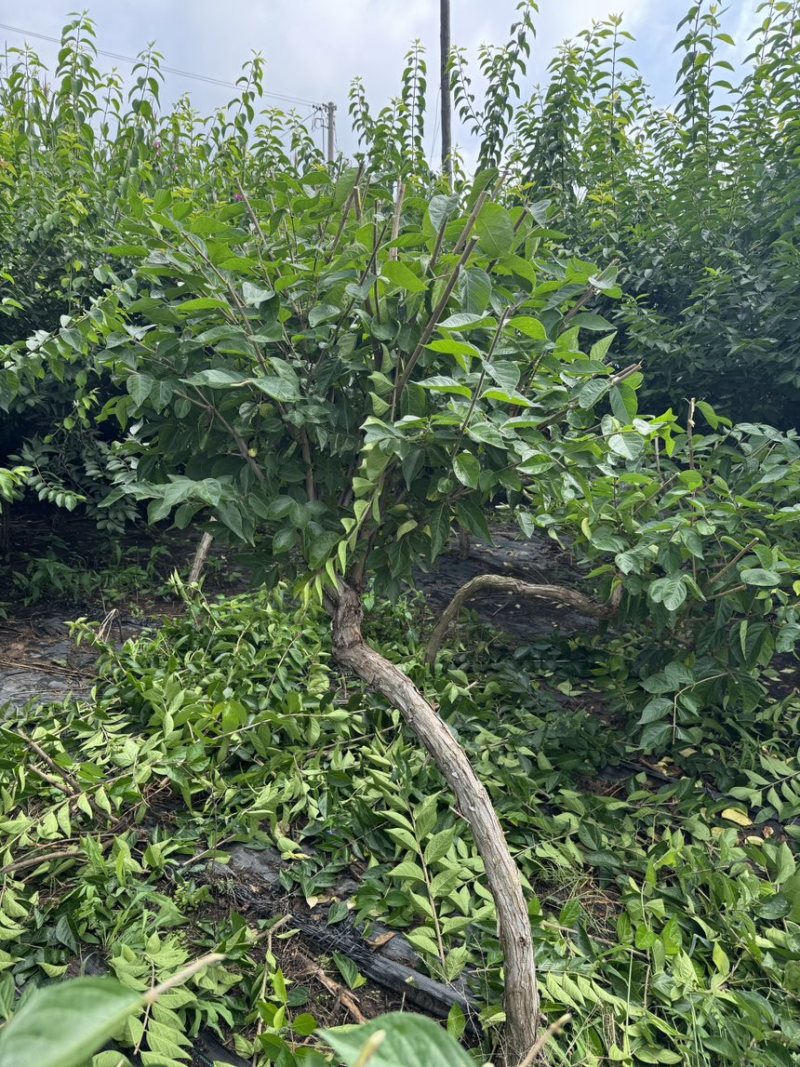 独杆飘逸造型金银木