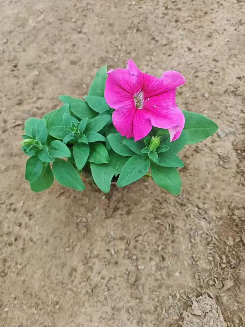 【精选】矮牵牛，产地大量有货，保质保量量大从优