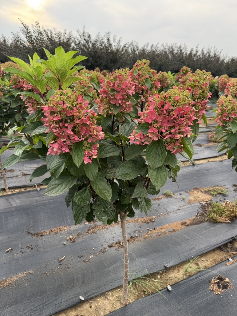 耐寒直立圆锥绣球花冠