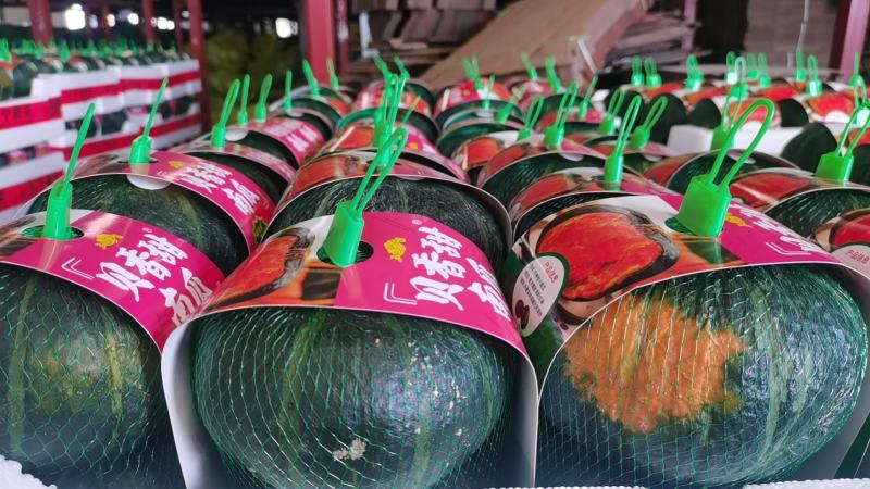 爆粉贝贝南瓜&内蒙南瓜出口商超电商团购赶集全国发货
