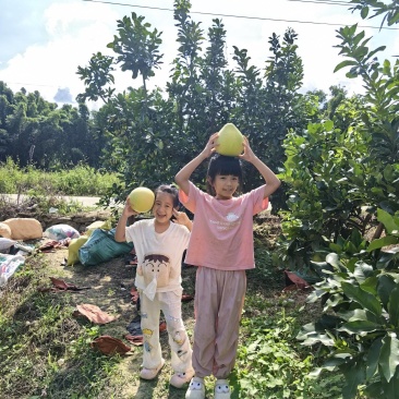 平和柚子大量采摘中，专业代办10几年，提供工厂打包住宿