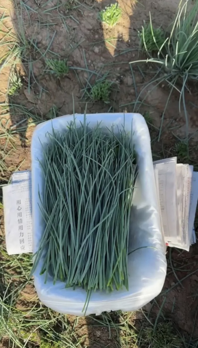 沙葱，全国发货，欢迎联系，价格可以谈，量大优惠