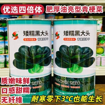 四倍体矮糯黑大头青梗菜种子甜糯大头黑叶菜种籽耐寒苏州青