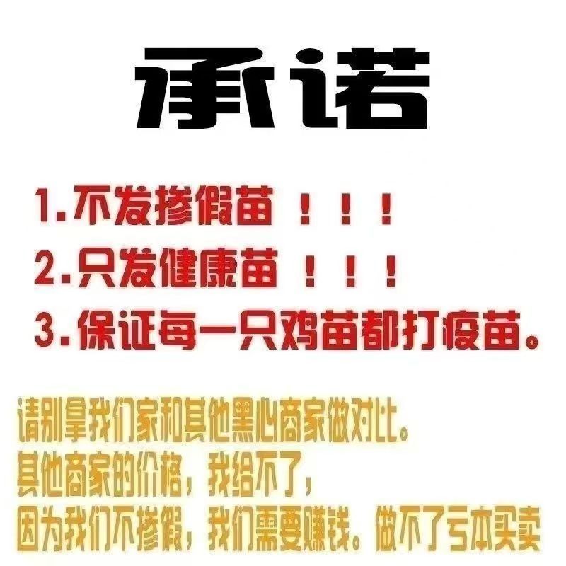 杂交斗鸡，活苗改良版斗鸡3-4两左右发货