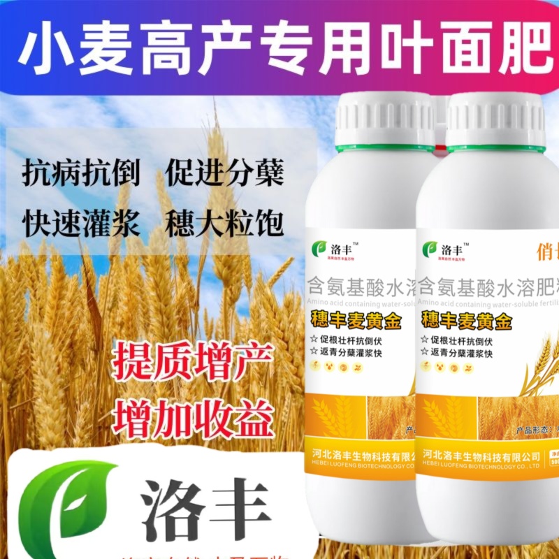 洛丰麦黄金小麦高产专用叶面肥提高分蘖生根壮苗增收小麦增产