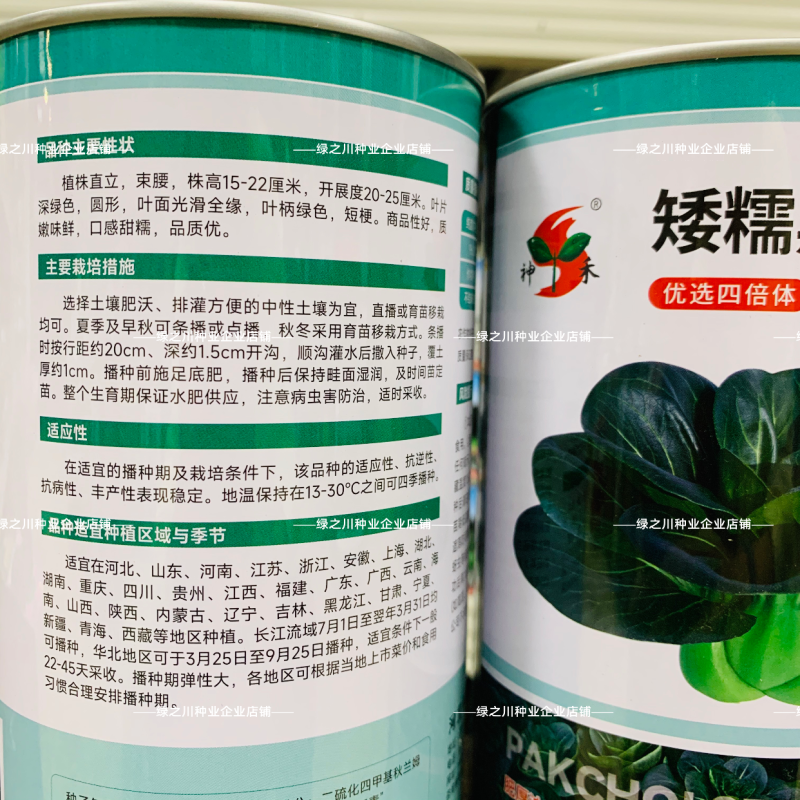 四倍体矮糯黑大头青梗菜种子甜糯大头黑叶菜种籽耐寒苏州青