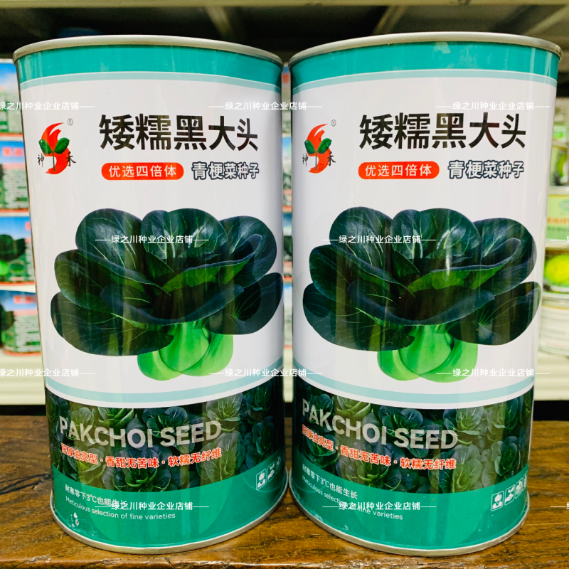 四倍体矮糯黑大头青梗菜种子甜糯大头黑叶菜种籽耐寒苏州青