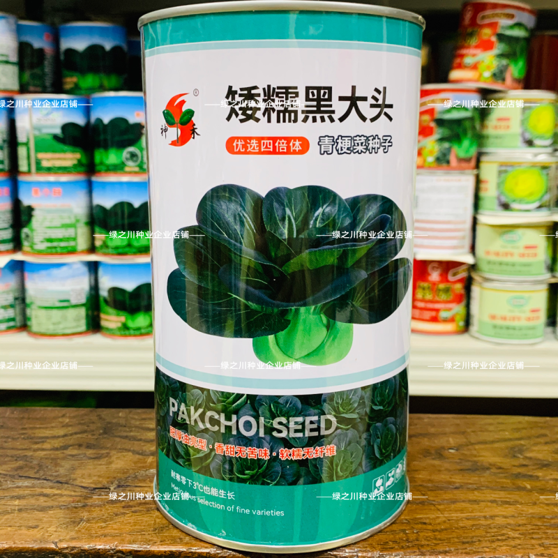 四倍体矮糯黑大头青梗菜种子甜糯大头黑叶菜种籽耐寒苏州青