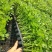 芹菜苗子西芹苗文图拉芹菜苗美国西芹皇后穴盘芹菜苗