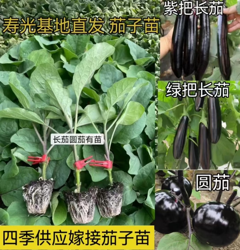 黑宝圆茄苗嫁接苗紫萼长茄绿萼长茄，线茄绿冠抗病性好产量高