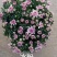 菊花球菊九月菊国庆菊千头菊秋菊批发