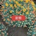 菊花球菊九月菊国庆菊千头菊秋菊批发