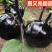 黑宝圆茄苗嫁接苗紫萼长茄绿萼长茄,线茄绿冠抗病性好产量高