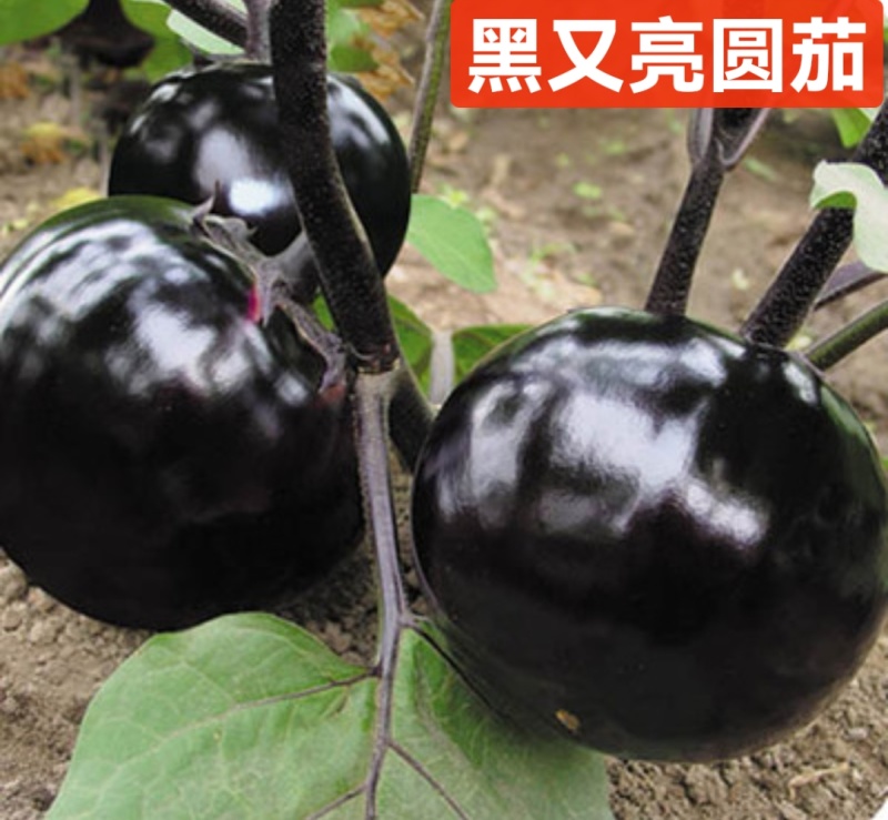 黑宝圆茄苗嫁接苗紫萼长茄绿萼长茄，线茄绿冠抗病性好产量高