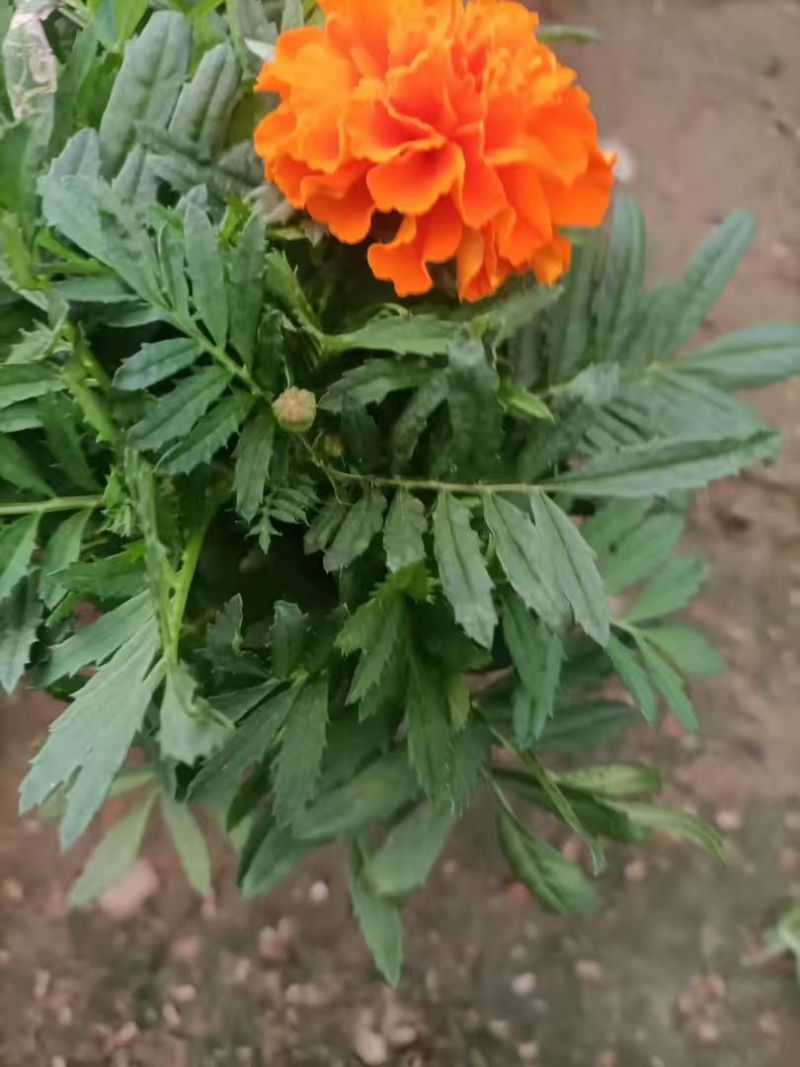【荐】孔雀草产地大量供应，价格优惠，品质保证可视频看货
