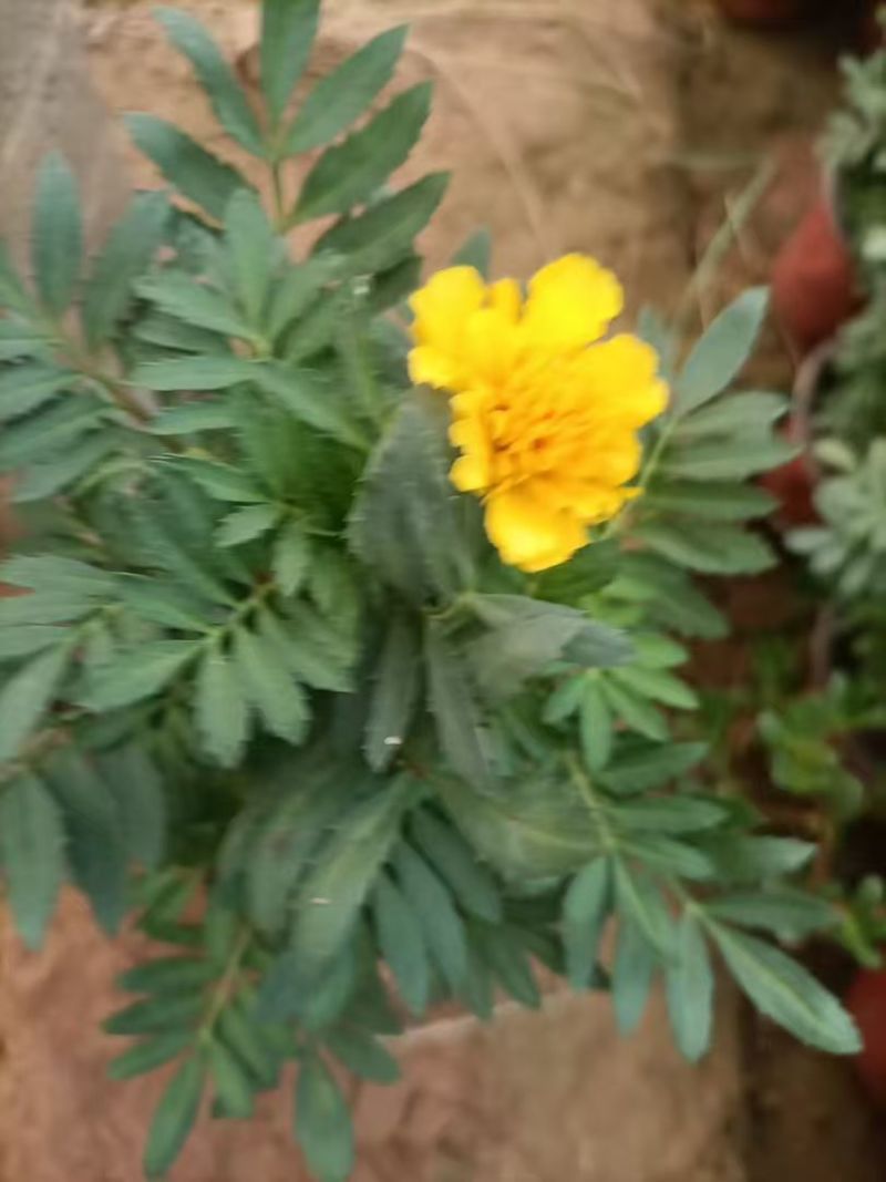 【荐】孔雀草产地大量供应，价格优惠，品质保证可视频看货
