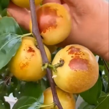 陕西大荔冬枣自家果园现摘现发自己种植批发包邮到家