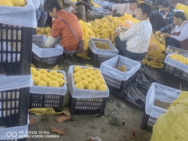 陕西省咸阳市乾县纸袋西瑞，黄五黄桃大量上市中