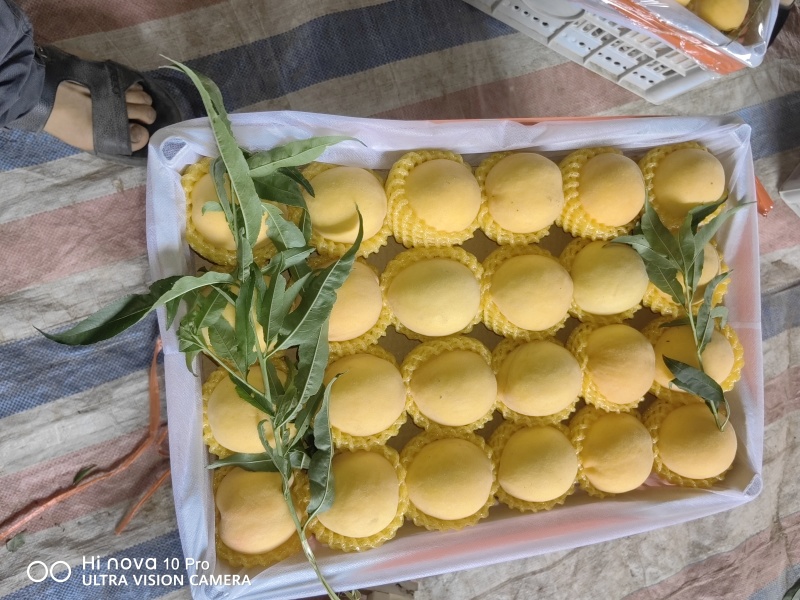 陕西省咸阳市乾县纸袋西瑞，黄五黄桃大量上市中