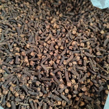 丁香药食两用香味浓郁洁净无杂