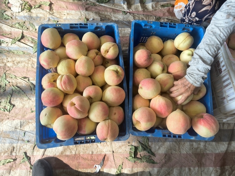 通许水蜜桃基地1000亩基地金秋水蜜桃青桃蜜桃金秋红