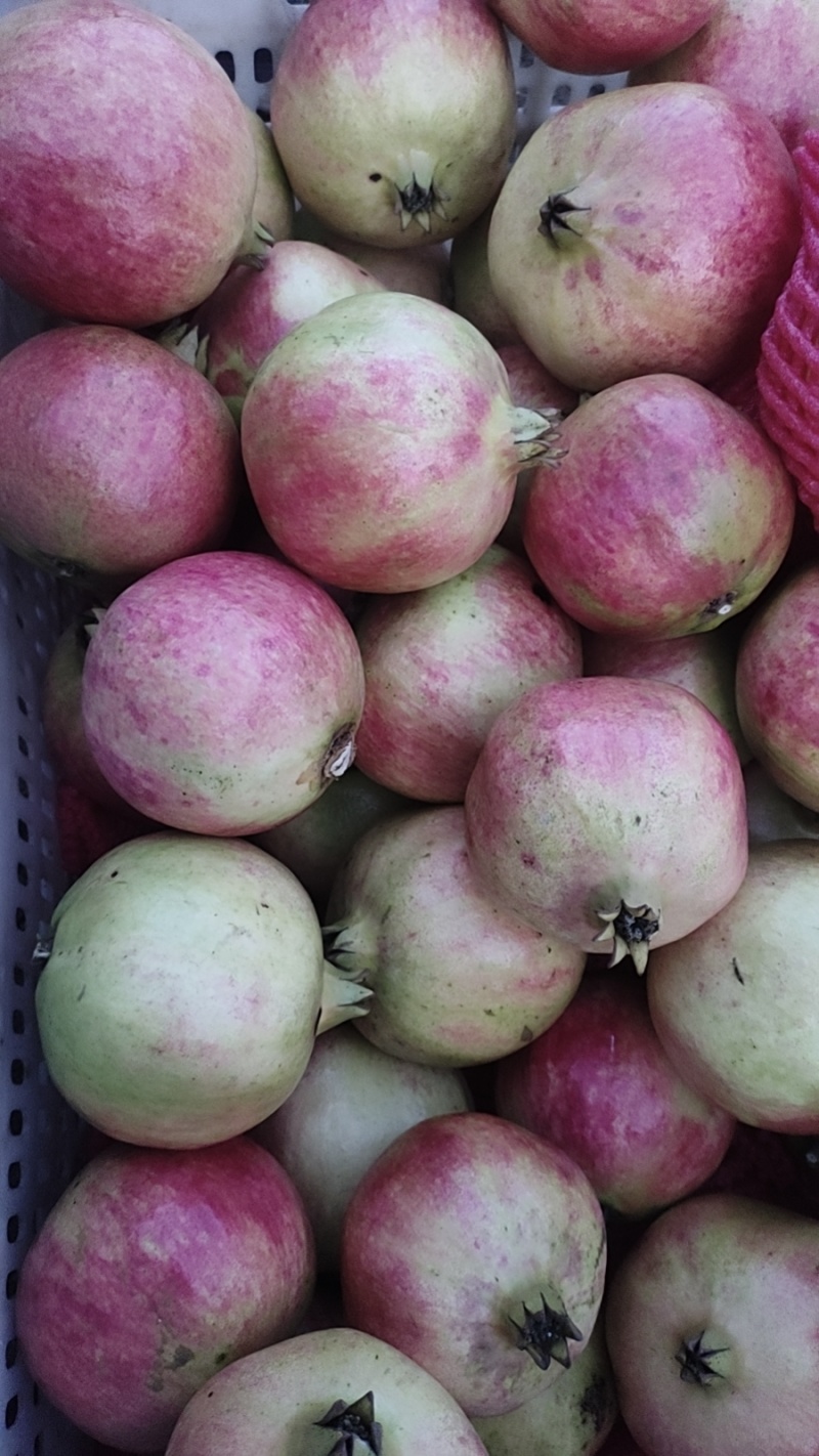 四川凉山会理青皮软子石榴