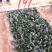 豫艺趴地菠菜种子黑优191菠菜种籽圆叶地趴菠菜籽抗病耐寒